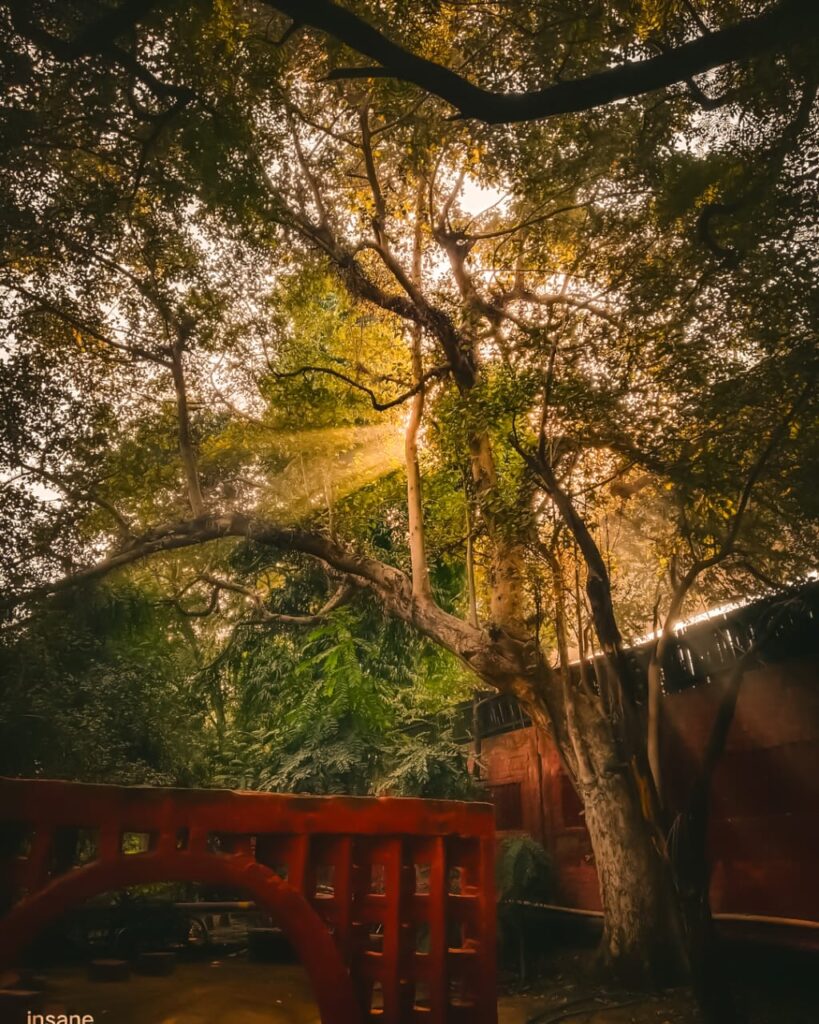 The Green Space that provides essence , beauty, peace and life 