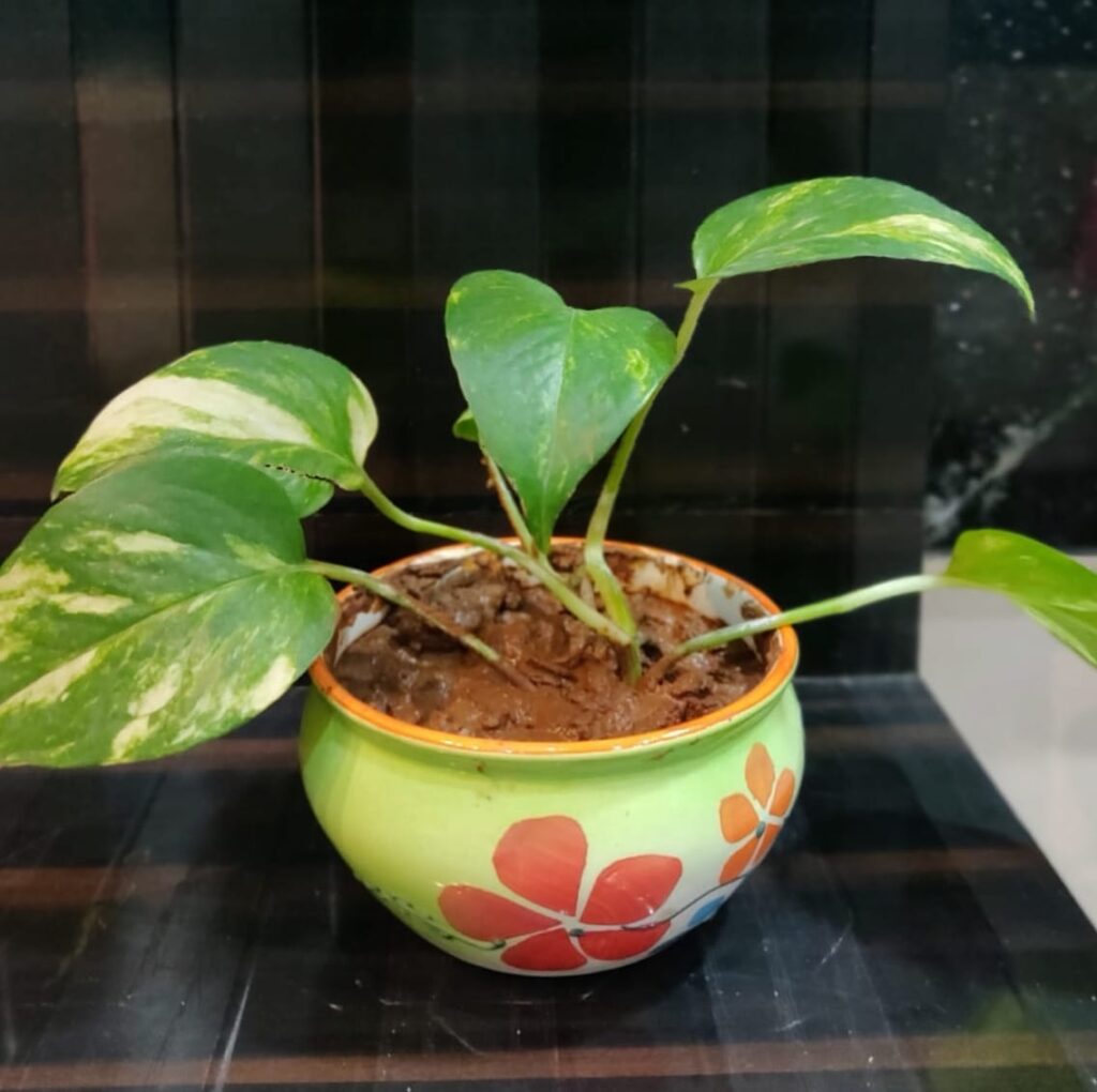 Money Plant showing the peace a life can have