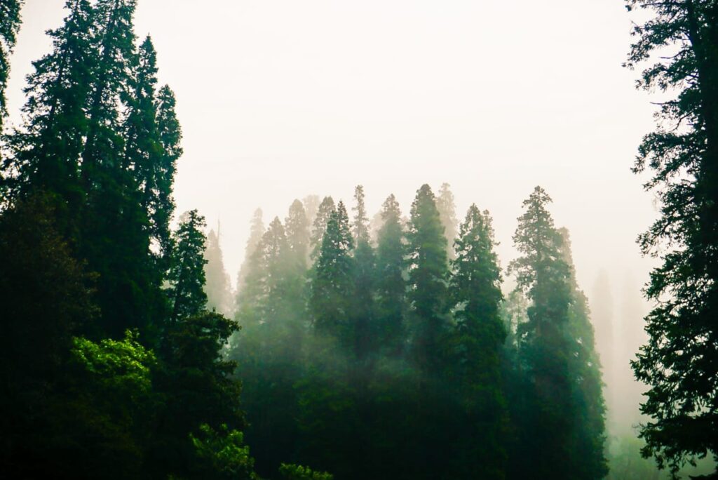 Peaceful, Nature , Life, Free 