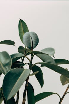 pexels-photo-1048035-1048035 Close-up of rubber plant leaves with vibrant green hues against a minimalist off-white background.