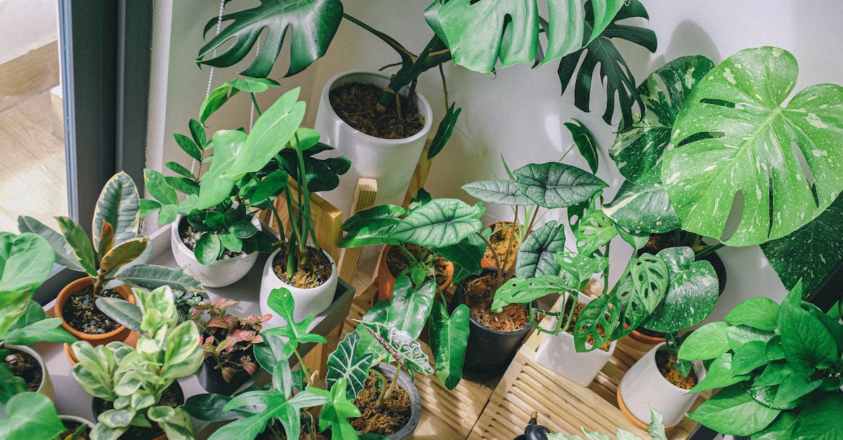 A variety of potted houseplants including Monstera and others in a sunlit indoor setting.