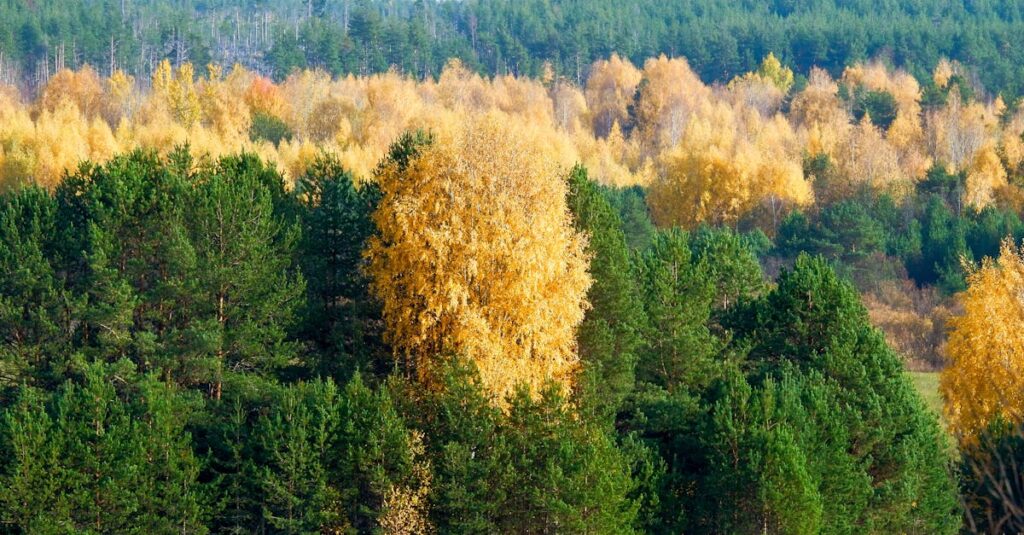 A beautiful autumn forest landscape with lush green and golden trees creating a vibrant contrast.